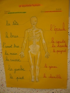 Les corps humain et les articulations Les corps humain et les articulations