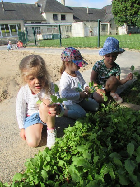 Les petits jardiniers récoltent ! Les petits jardiniers récoltent !