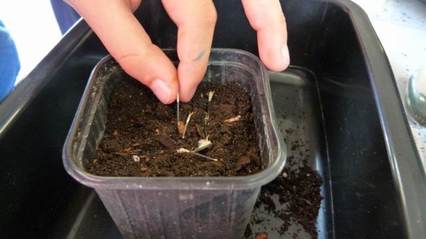 les semis des GS/CP les semis des GS/CP