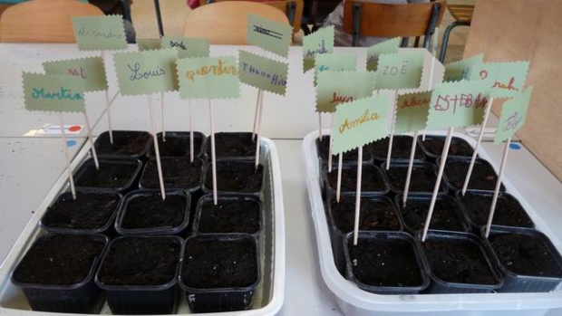 les semis des GS/CP les semis des GS/CP