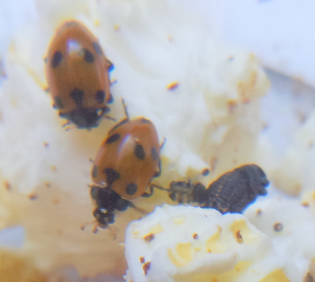 Voici nos coccinelles ! Voici nos coccinelles !