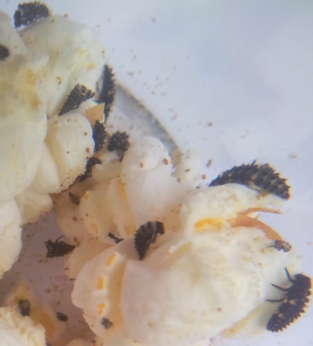 Voici nos coccinelles ! Voici nos coccinelles !