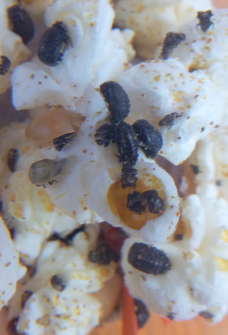 Voici nos coccinelles ! Voici nos coccinelles !