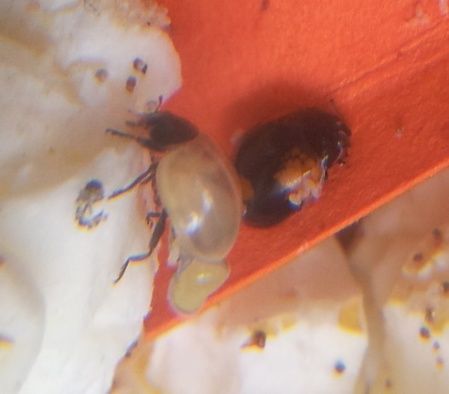 Voici nos coccinelles ! Voici nos coccinelles !