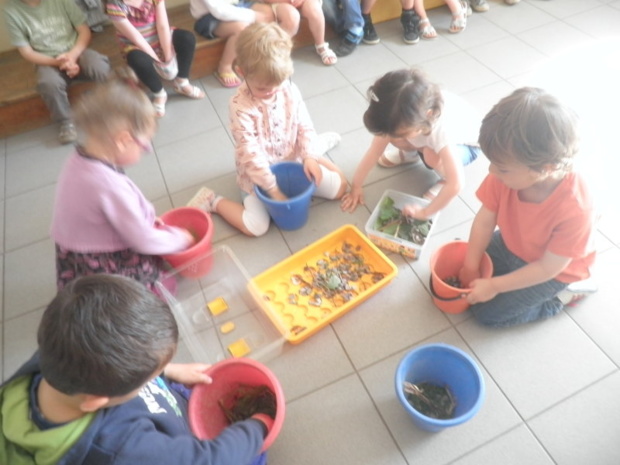 Les escargots Les escargots