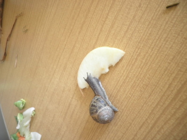 Les escargots Les escargots