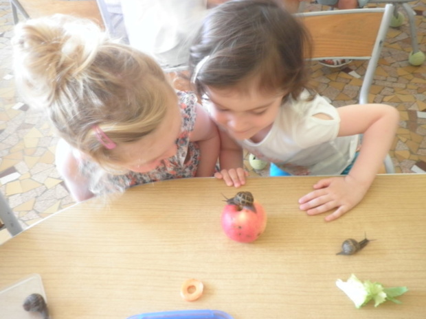 Les escargots Les escargots