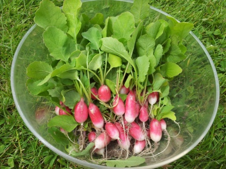 Belle récolte ! Belle récolte !