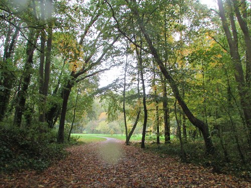 Promenons-nous dans le Bois...