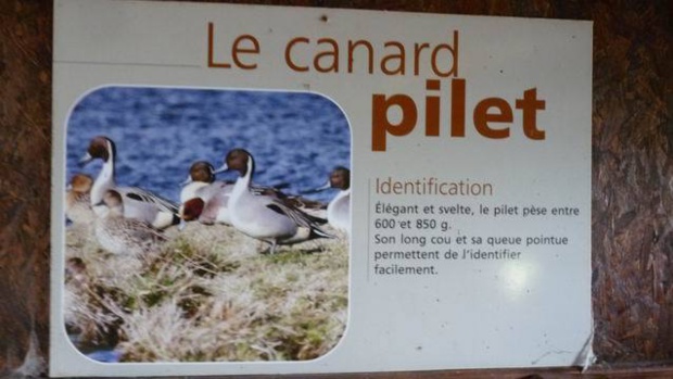 LEs GS/CP découvrent les oiseaux du marais de St SAMSON
