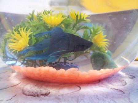 Un cadeau du Père Noël ! Un cadeau du Père Noël !