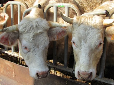 Promenons-nous à la ferme... Promenons-nous à la ferme...