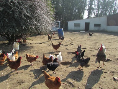Promenons-nous à la ferme... Promenons-nous à la ferme...