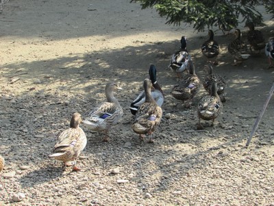 Promenons-nous à la ferme... Promenons-nous à la ferme...