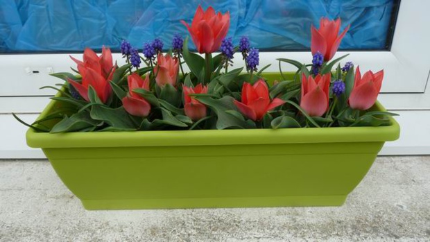 Premières fleurs de Printemps Premières fleurs de Printemps