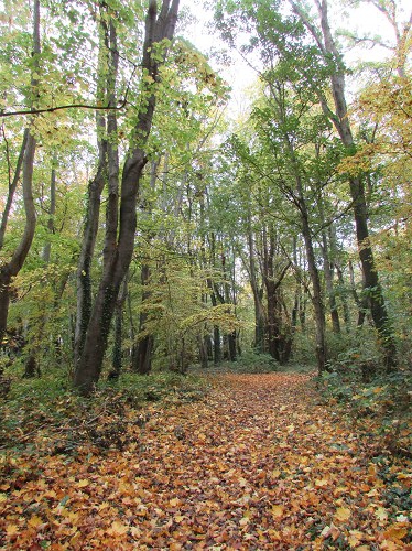 Promenons-nous dans le Bois... Promenons-nous dans le Bois...