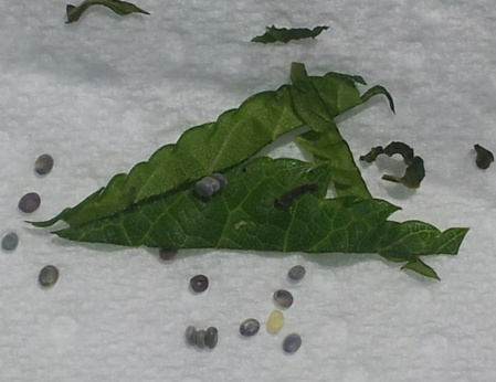 Elevage de "petites bêtes" !! Elevage de "petites bêtes" !!