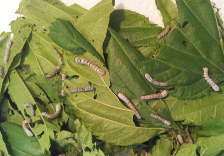 Elevage de "petites bêtes" !! Elevage de "petites bêtes" !!