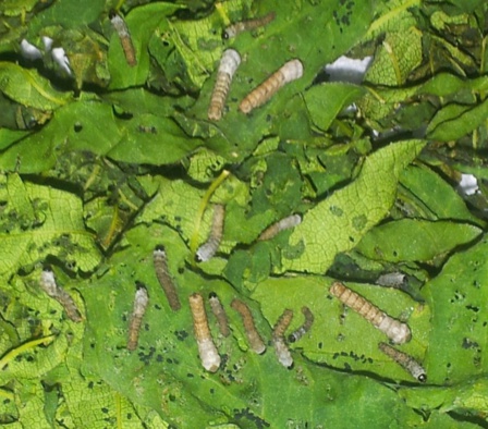 Elevage de "petites bêtes" !! Elevage de "petites bêtes" !!