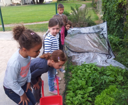 Récolte au jardin !