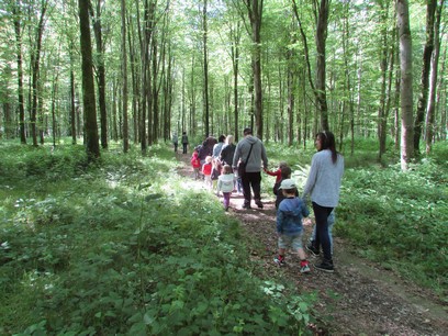 Promenons-nous dans la forêt de Balleroy