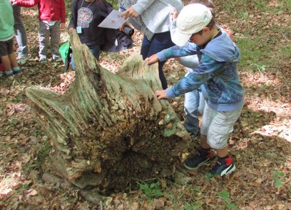 Promenons-nous dans la forêt de Balleroy Promenons-nous dans la forêt de Balleroy