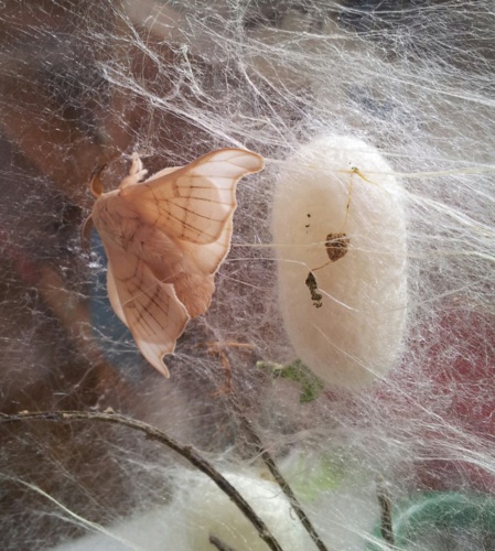 La vie d'un ver à soie... La vie d'un ver à soie...