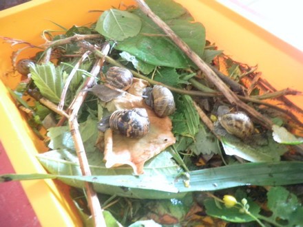 De nouveaux amis:les escargots