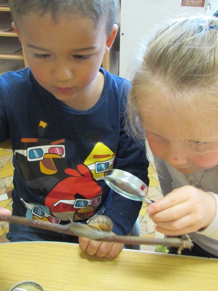 De nouveaux amis:les escargots De nouveaux amis:les escargots