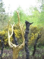 Ecole Sacré Coeur, Ouistreham, La forêt de Brocéliande