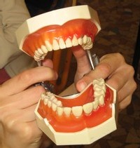 Les empreintes de dents