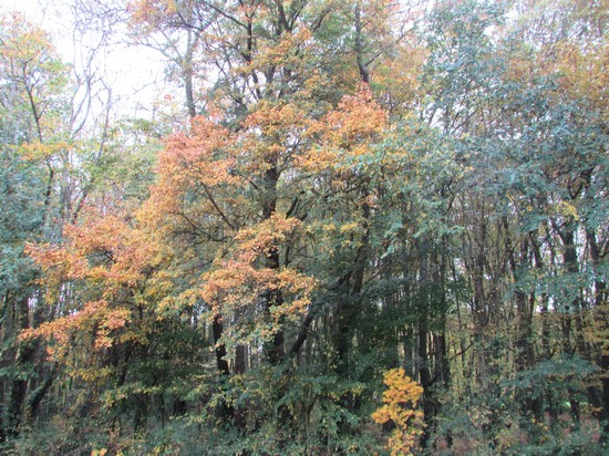 Promenade au Bois de Lébisey