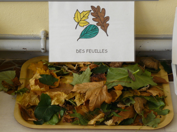 Et voici le résultat de notre récolte ! Et voici le résultat de notre récolte !