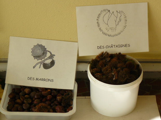 Copie de Sortie au bois de Lébisey Copie de Sortie au bois de Lébisey