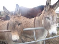 Séjour à la ferme du 29 et 30 mai 08