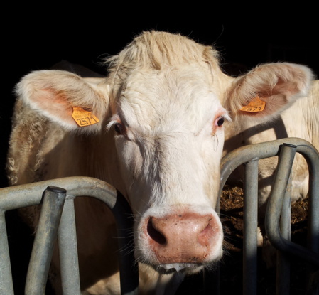 Visite de la ferme Vergy