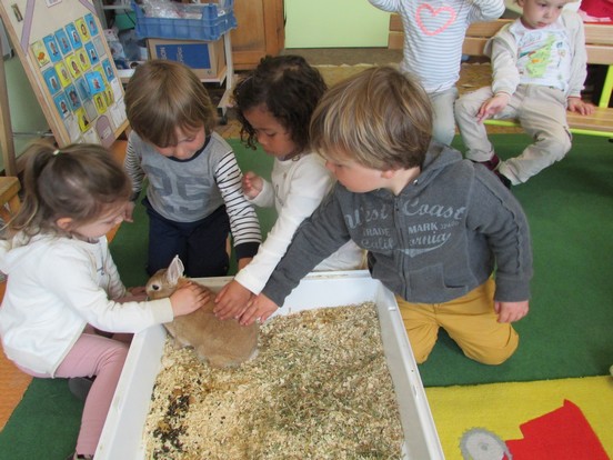 Un lapin à l'école !