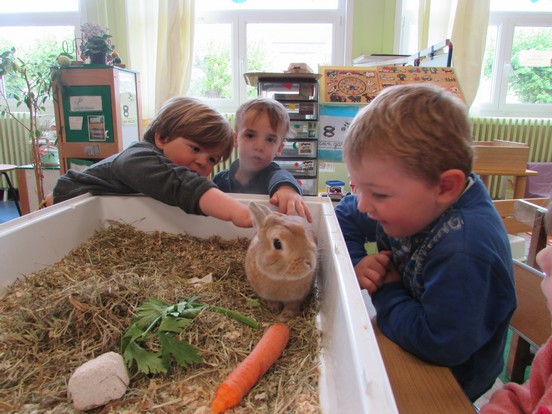 Un lapin à l'école !