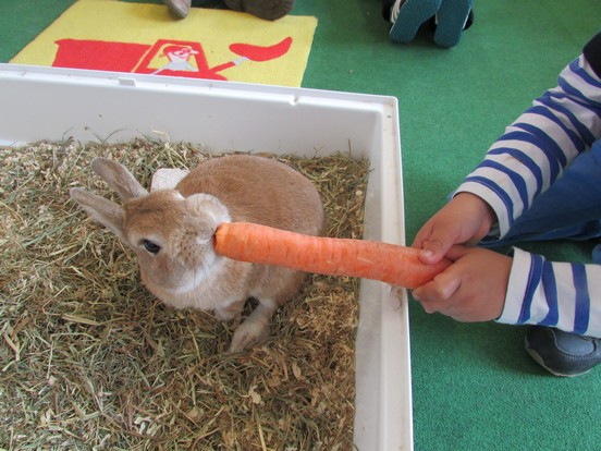 Un lapin à l'école !