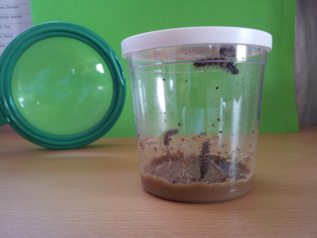 Qu'est-ce donc ? Qu'est-ce donc ?