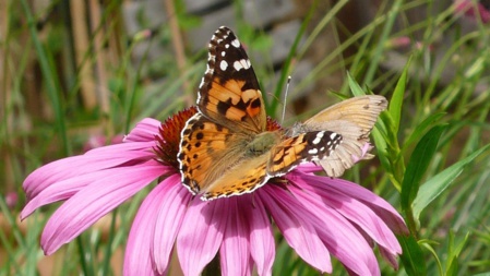Qu'est-ce donc ? Qu'est-ce donc ?