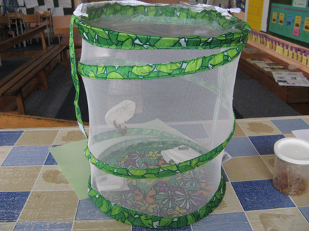 Que deviennent nos chenilles ? Que deviennent nos chenilles ?