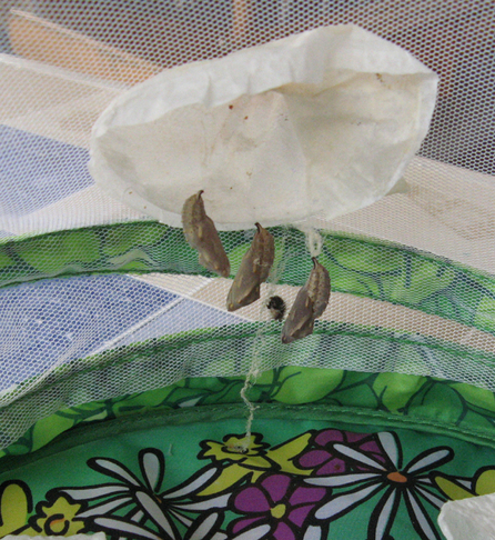 Que deviennent nos chenilles ? Que deviennent nos chenilles ?