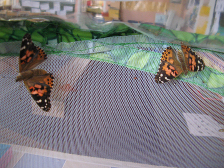 Le grand jour est arrivé ! Le grand jour est arrivé !