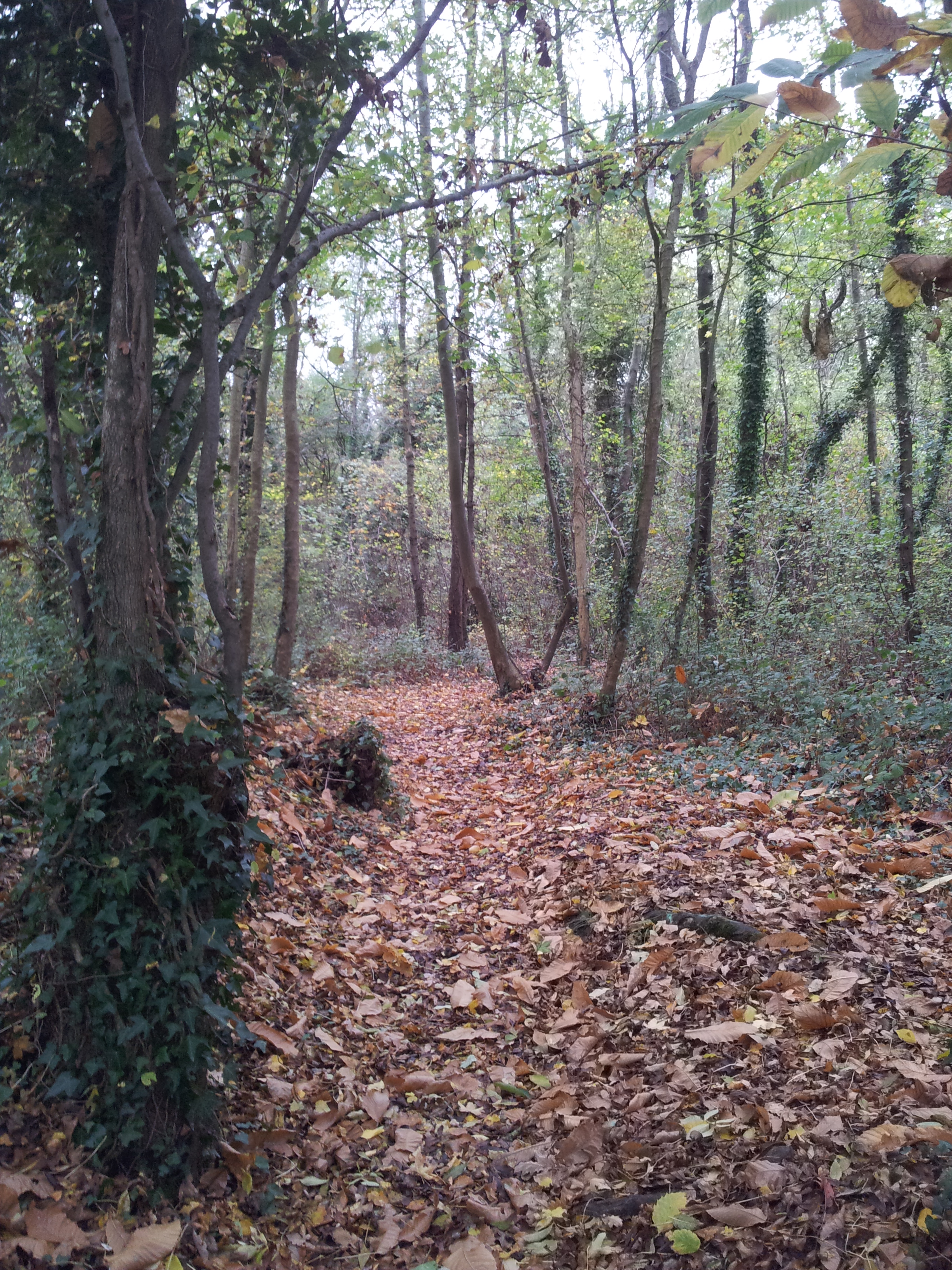 "Promenons-nous dans les bois..."