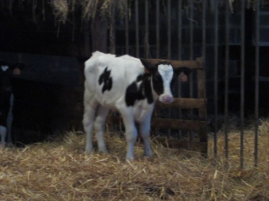 La vie à la ferme. La vie à la ferme.