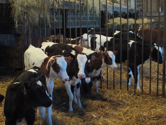 A la découverte de la ferme !