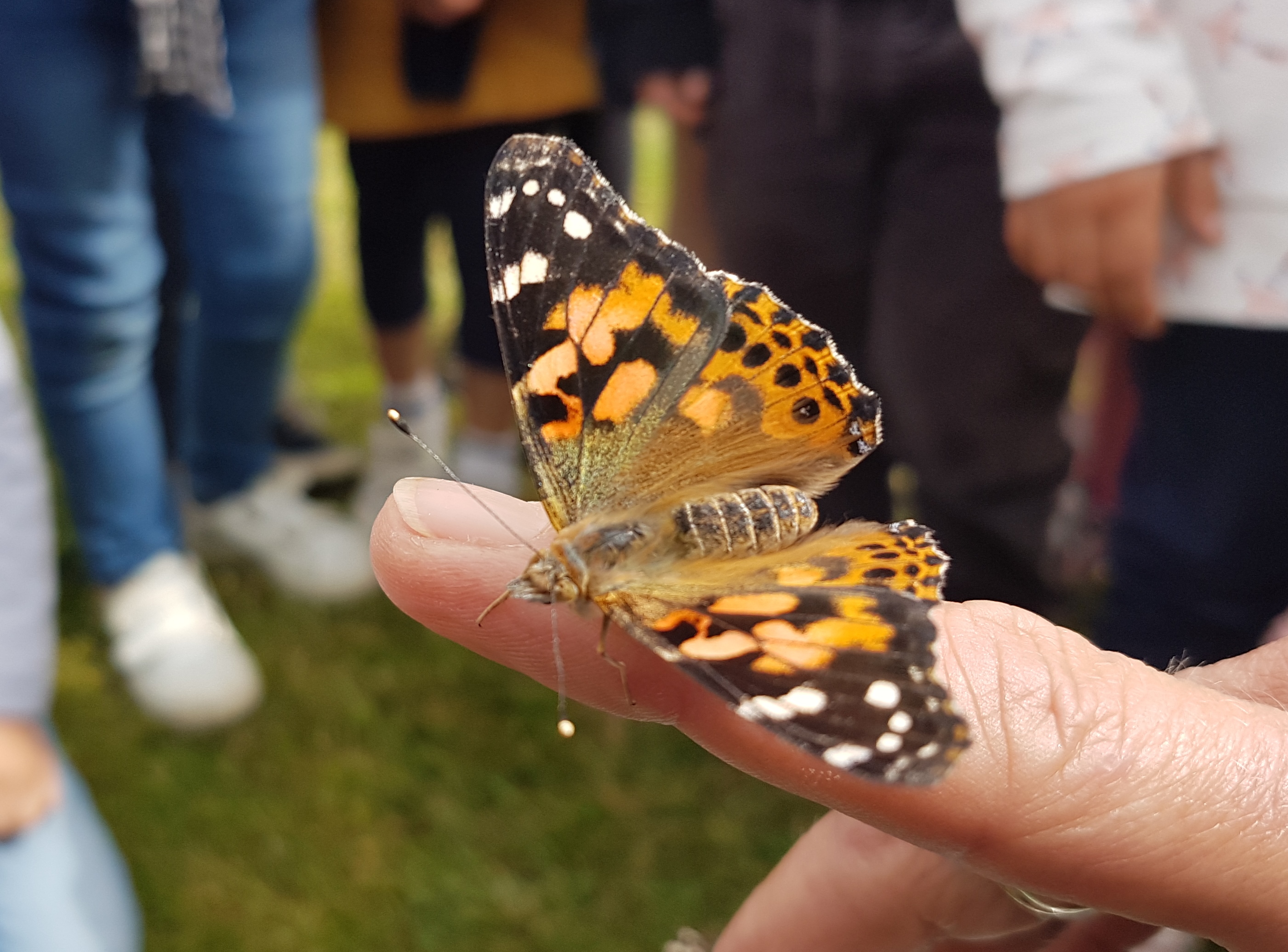 Une histoire de....Papillons!