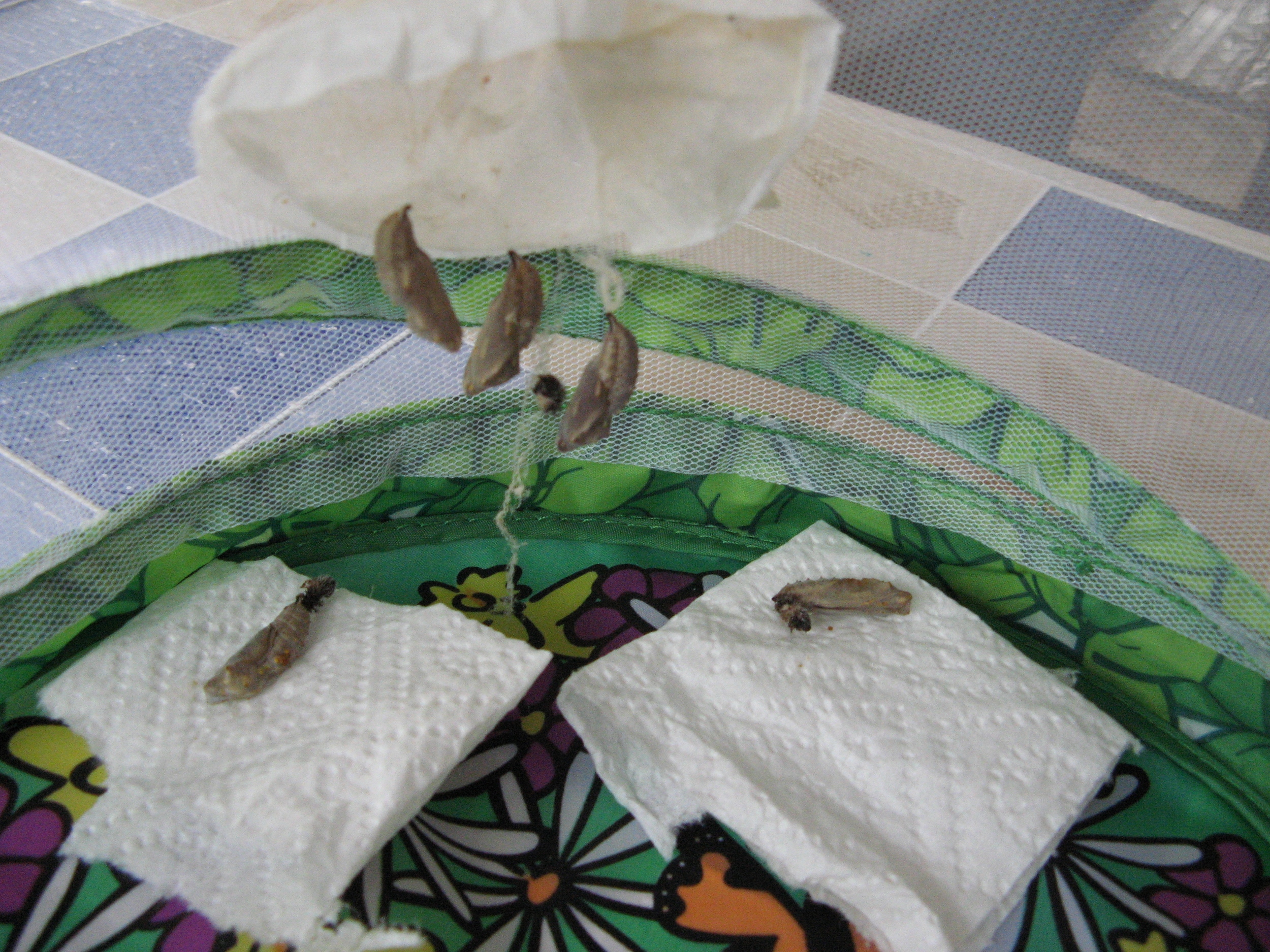 Une histoire de....Papillons! Une histoire de....Papillons!