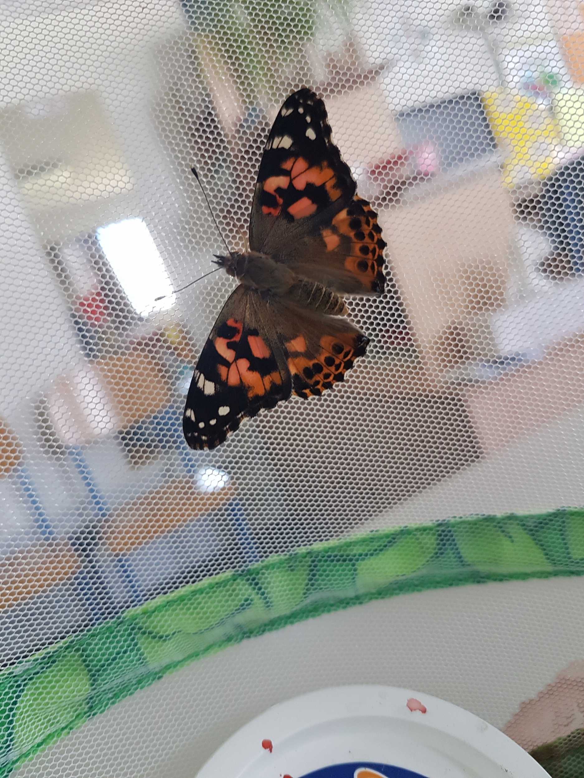 Une histoire de....Papillons! Une histoire de....Papillons!